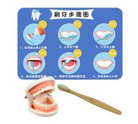 Teeth Brushing Toy, Educational Teeth Model, Interactive Training Set, Early Learning Toothbrush Kit, Fun & Engaging Design for Teaching Brushing Skills, 11.22x7.68 inches