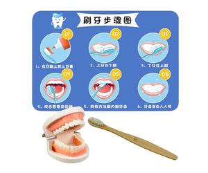 Teeth Brushing Toy, Educational Teeth Model, Interactive Training Set, Early Learning Toothbrush Kit, Fun & Engaging Design for Teaching Brushing Skills, 11.22x7.68 inches