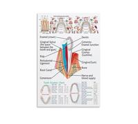 Teeth Foot Chart Poster Canvas Wall-Art Print Informative Alternative Guide for Home Office Decor(Framed,12x18inch(30x45cm))