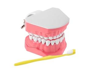 Teeth Model - Anatomy Practice Model, Brush Training Kit, Hands On OralStudy Device, Demonstration And Learning Skill Development Set For Students | For Education Clinic Training Lab Use