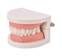 Teeth Model - Fake Teeth Models For Teaching, Anatomy Demonstration