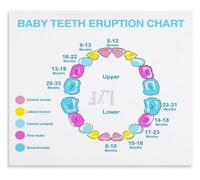 Teething Chart For Babies Poster Infant Dental Educational Guide Wall Decor For Nursery Playroom(Unframed,08x12inch(20x30cm))