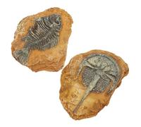 TEHAUX 2 pièces Décor Terrarium Reptile Simulation Résine Fossiles Artificiels pour Aménagement Reptiles Ornements Naturels pour Serpents Lézards et Amphibiens