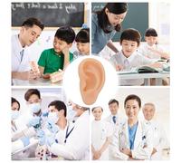 TEHAUX Modèle d'Oreille Gauche en Silicone Réaliste pour Simulation Médicale Modèle Pédagogique Souple Conduit Auditif Artificiel pour Formation Acupuncture et Présentation Anatomique