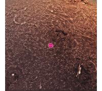 Tekla Mrozowicka & Marcin Cichy - Prominences [Import]