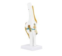 Telituny Modèle d'articulation du genou, modèle de squelette d'articulation du genou grandeur nature 1:1, utilisé pour étudier l'anatomie et la démonstration du modèle de ligamen
