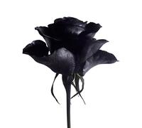 Temposhark - It's Better to Have Loved [Import]