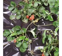 TENAX Black Cover Film paillis pour potager noir - 1,50 x 100 m