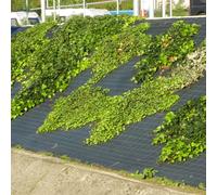 TENAX Cover Pro Toile de Paillage Noire pour Jardin et Potager 0,52 x 100 m