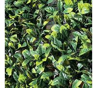 Tenax Divy 3D Plus Laurus 1,00x 3m Vert, Haie Artificielle en Feuilles de Laurier, Brise-vue Balcons et Jardins