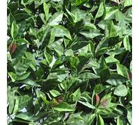Tenax Divy 3D Plus Photinia 1,50x 3m Vert/Rouge, Haie Artificielle en Feuilles de Photinie, Brise-Vue Balcons et Jardins