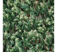 TENAX Divy 3D X-Tens Cyprus Pergola Extensible 1 x 2 m Vert et Blanc en Bois Nature