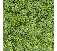 TENAX Divy Trellis Pitosforo 100x200 cm Vert, Treillis Extensible avec Feuilles en Polyéthylène de Type Pittosporum pour Décoration et Occultation de Balcons, Jardins et Clôtures