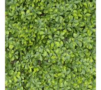 TENAX Divy Trellis Pitosporo Pergola Extensible 100 x 200 cm - Verte