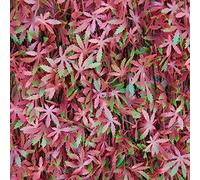 Tenax Haie artificielle avec feuilles treillis extensible en saule, Divy 3D X-Tens Red Acer, 1 x 2 m, rouge/vert