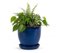 teramico Jardinière - Cache-Pot - Pot de Fleurs en grès Bleu, Blanc, Anthracite, Noir, 23 cm à 37 cm - Résistant au Gel - Bleu Royal, 30 cm x 27 cm