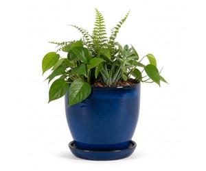 teramico Jardinière - Cache-Pot - Pot de Fleurs en grès Bleu, Blanc, Anthracite, Noir, 23 cm à 37 cm - Résistant au Gel - Bleu Royal, 30 cm x 27 cm