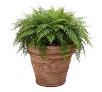 teramico Liscio Toscana Limoni Toscana Pot de Fleurs en Terre Cuite - Fait Main en Italie - 25 cm - 40 cm - Absolument résistant au Gel - Terracotta Italienne (Festonata Toscana, 80 cm)