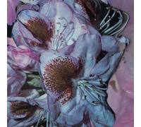 Teresa Winter - Proserpine