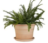 TERRABLANCA-Pot rond Cocio Lisio en terre cuite claire - D30x H22