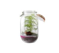 Terrarium à faire soi même - fougères et