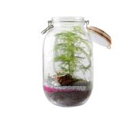 Terrarium à faire soi même - Fougères et Flamant rose