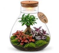 Terrarium Bonsaï Écosystème Fermé en Verre Ø32cm - Kit Complet avec Plantes & Accessoires - Jardin en Bouteille DIY - Mini Terrarium Autonome