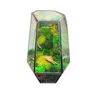 Terrarium décoratif avec mousse stabilisée en verre 25 cm | Mobilier naturel sans entretien | Design vert pour bureau, maison, bureau, idée cadeau verte compacte et élégante