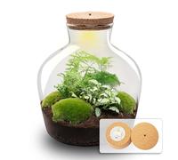 Terrarium DIY Kit - Fat Joe Green + LED Light - Bottle Garden - ↑ 30 cm