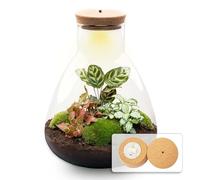 Terrarium DIY Kit - Sam Calathea with Light - Bottle Garden - ↑ 30 cm