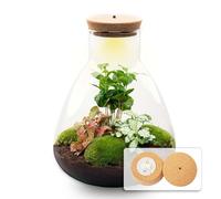 Terrarium DIY Kit - Sam Coffea with Light - Bottle Garden - ↑ 30 cm