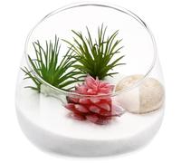 Terrarium en Verre Biseauté Transparent pour Plantes, Bureau | Verre Borosilicate, Bords Polis Lisses, pour Mini Figurines et Basilic Frais, Intérieur ou Extérieur