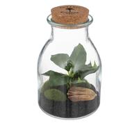Terrarium en Verre "Bota" 19cm Transparent