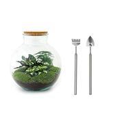 Terrarium végétal - Bolder Bob - Ecosystème végétal -↑30 cm - Jardin en Bouteille - Bricolage - Kit de Bricolage - Ensemble Complet de Terrarium - Mini écosystème avec Plantes en Bouteille