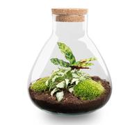 Terrarium végétal - DIY Sammie écosystème hauteur 27cm