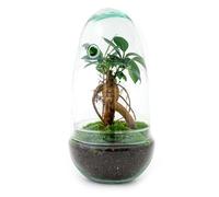 Terrarium végétal - Egg Bonsai - Ecosystème végétal -↑25 cm - Jardin en Bouteille - Bricolage - Kit de Bricolage - Ensemble Complet de Terrarium - Mini écosystème avec Plantes en Bouteille