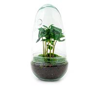 Terrarium végétal - Egg Coffea Arabica - Ecosystème végétal -↑25 cm - Jardin en Bouteille - Bricolage - Kit de Bricolage - Ensemble Complet de Terrarium - Mini écosystème avec Plantes en Bouteille