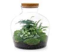 Terrarium végétal - Fat Joe Green - Ecosystème végétal -↑30 cm - Jardin en Bouteille - Bricolage - Kit de Bricolage - Ensemble Complet de Terrarium - Mini écosystème avec Plantes en Bouteille