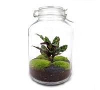 Terrarium végétal - Jar Calathea - Ecosystème végétal -↑28 cm - Jardin en Bouteille - Bricolage - Kit de Bricolage - Ensemble Complet de Terrarium - Mini écosystème avec Plantes en Bouteille