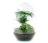 Terrarium végétal • Oeuf XL • DIY - Ecosystème en Oeuf en Verre • ↑ 30 cm