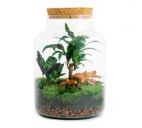 Terrarium végétal • Palmier Laiteux • Plante de l'écosystème • ↑ 30 cm