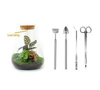 Terrarium végétal - Sam Calathea met Lamp - Ecosystème végétal -↑30 cm - Jardin en Bouteille - Bricolage - Kit de Bricolage - Ensemble Complet de Terrarium - Mini écosystème avec Plantes en Bouteille