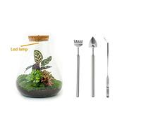 Terrarium végétal - Sam Calathea met Lamp - Ecosystème végétal -↑30 cm - Jardin en Bouteille - Bricolage - Kit de Bricolage - Ensemble Complet de Terrarium - Mini écosystème avec Plantes en Bouteille