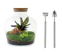 Terrarium végétal - Sam XL Bonsai - Ecosystème végétal -↑35 cm - Jardin en Bouteille - Bricolage - Kit de Bricolage - Ensemble Complet de Terrarium - Mini écosystème avec Plantes en Bouteille