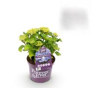 Terrasplant - Hortensia - Hydrangea Forever & Ever - Blauw - 7-12 Bloemen - Pot 23 Hoogte 55-40-55cm - Ø23cm - Plante de jardin