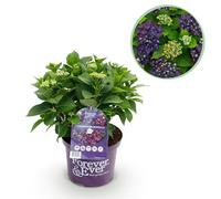 Terrasplant - Hortensia - Hydrangea Forever & Ever - Paars - 7-12 Bloemen - Pot 23 Hoogte 55-40-55cm - Ø23cm - Plante de jardin