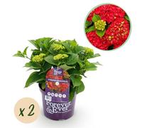 Terrasplant - Hortensia - Hydrangea Forever & Ever - Rood - 7-12 Bloemen - 2 Planten - Pot 23 Hoogte 55-40-55cm - Ø23cm - Plante de jardin