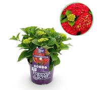 Terrasplant - Hortensia - Hydrangea Forever & Ever - Rood - 7-12 Bloemen - Pot 23 Hoogte 55-40-55cm - Ø23cm - Plante de jardin