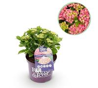 Terrasplant - Hortensia - Hydrangea Forever & Ever - Roze - 7-12 Bloemen - Pot 23 Hoogte 55-40-55cm - Ø23cm - Plante de jardin