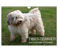 Terrier du Tibet - Une race de chien avec du caractère, Version française (Calendrier mural 2026 DIN A4 portrait), Calendrier CALVENDO mensuel